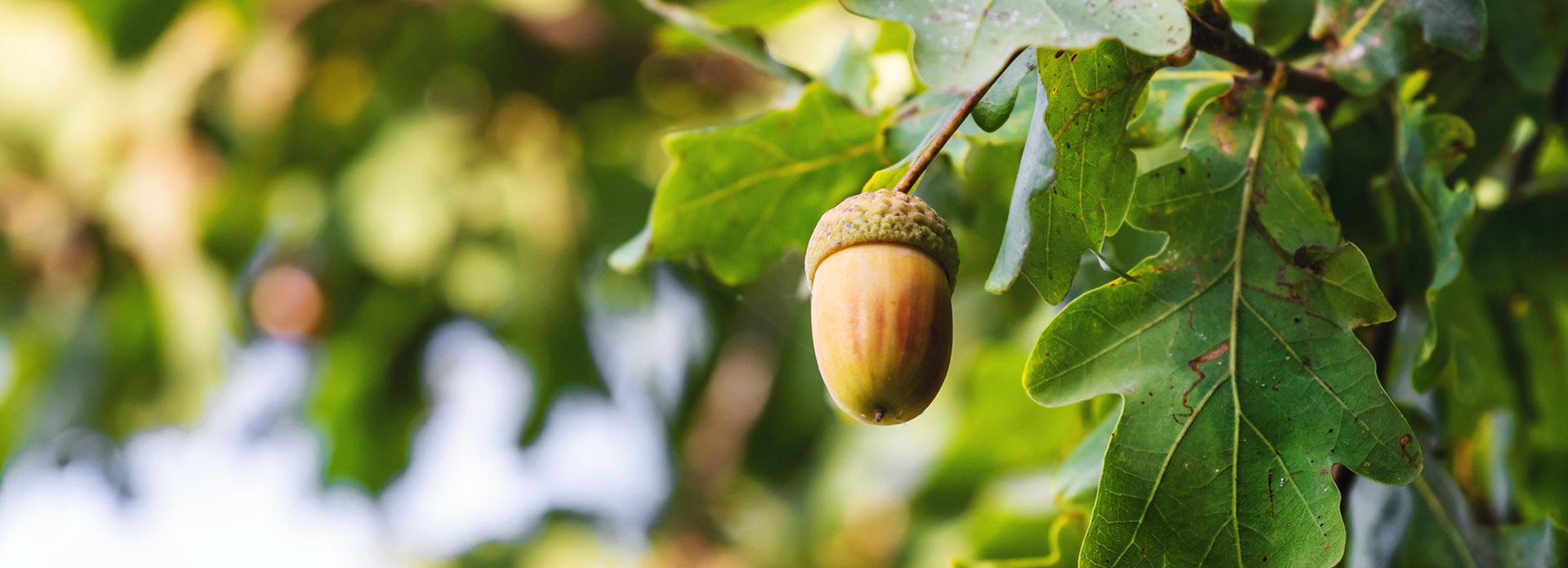 Publiczna Szkoła Podstawowa